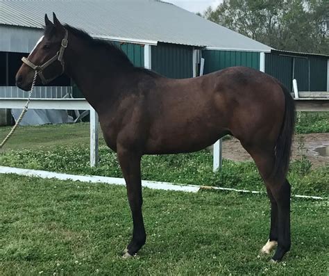 gelded horses running today|Understanding Race Horse Gelding: Reasons.
